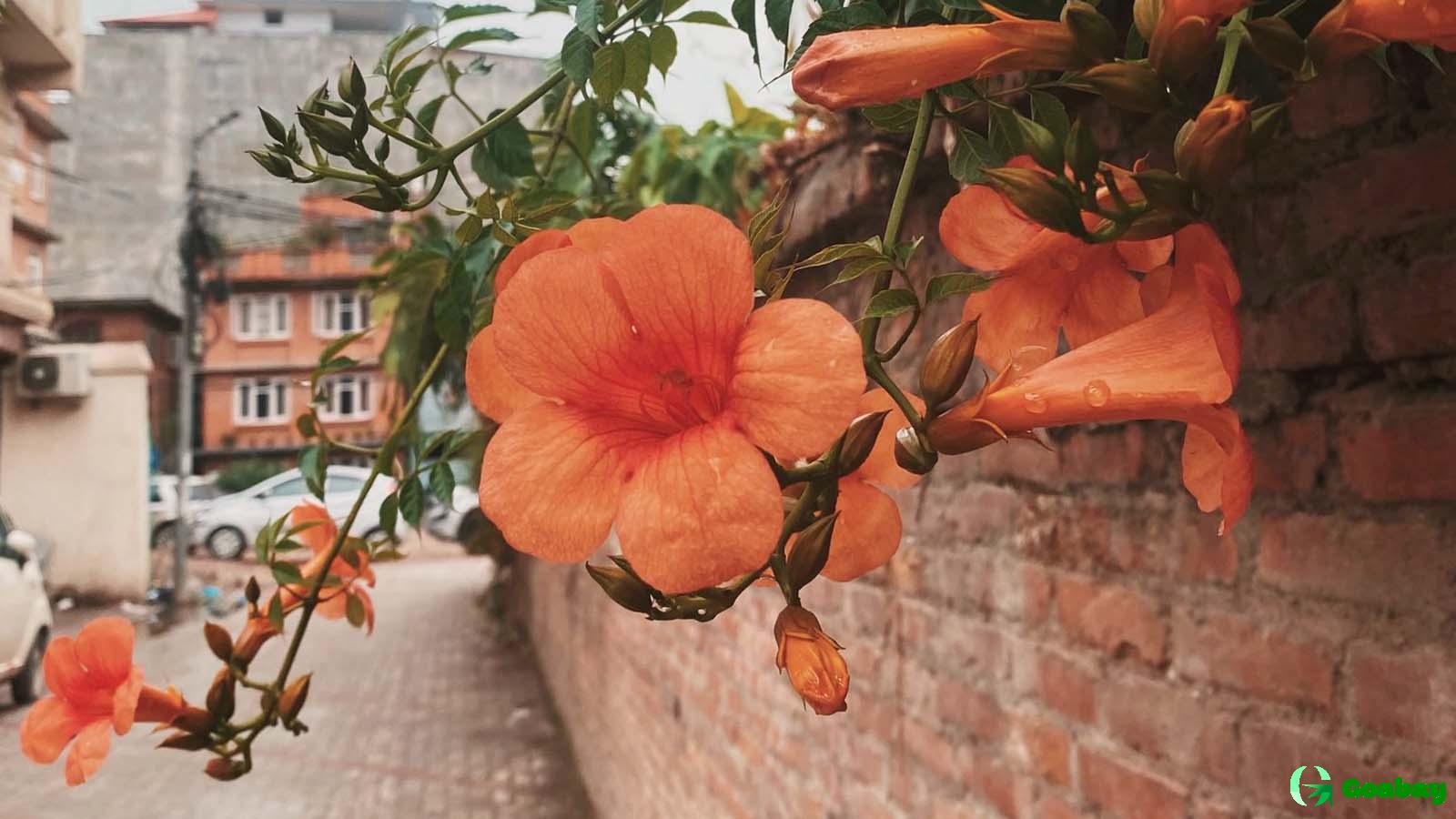 Best-selling Indian cosmetics